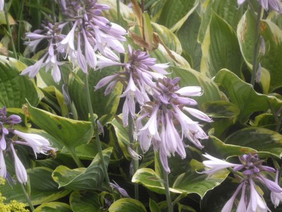 IMGP0491_Bildgröße ändern.JPG