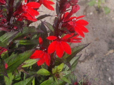 IMGP0489_Bildgröße ändern.JPG