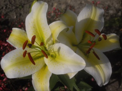 IMGP0487_Bildgröße ändern.JPG