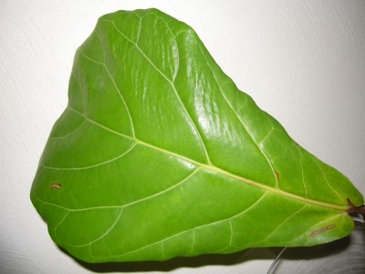DSCN4014.JPG