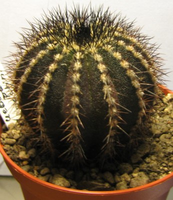 IMG_1713Uebelmannia pectinifera 02.jpg