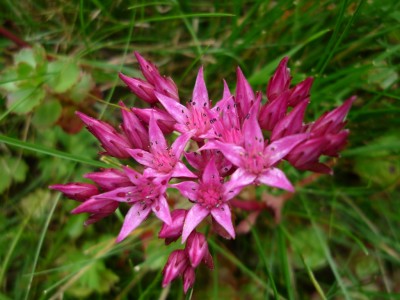 Sedum1.JPG