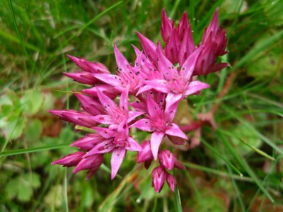 Sedum.JPG