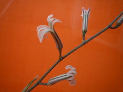 Haworthia tortuosa2.JPG