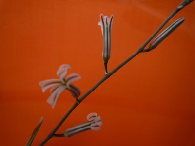 Haworthia tortuosa1.JPG
