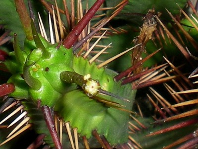 RSCN50480001.JPG