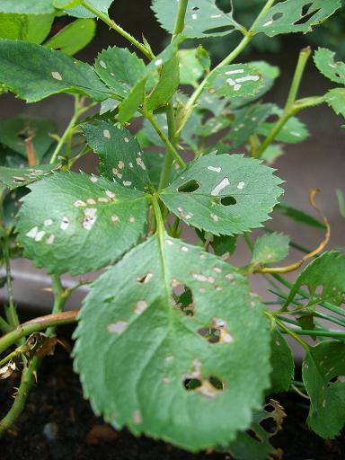 Rosenblätter haben Löcher · Pflanzenkrankheiten & Schädlinge · GREEN24  Pflanzen & Garten Forum