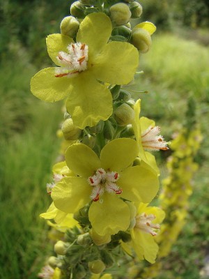 04.07.2009 verbascum1.jpg