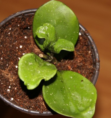 Hoya Obovata.jpg