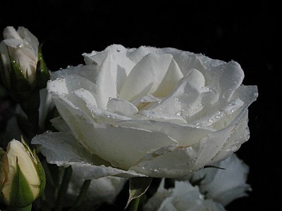 Rose weiss nass1.jpg