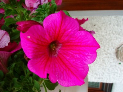 Petunie-rosa-1.JPG