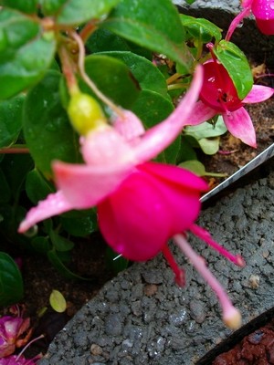 Fuchsie-6.JPG
