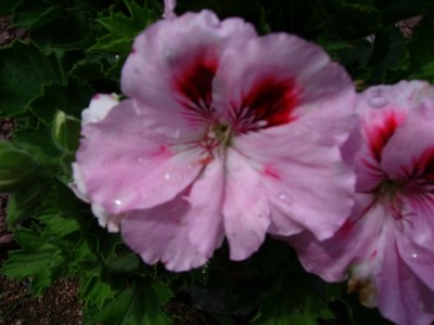 Pelargonie-4.JPG