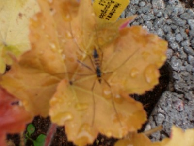 Wiesenschnake-Purpurglöckchen.JPG
