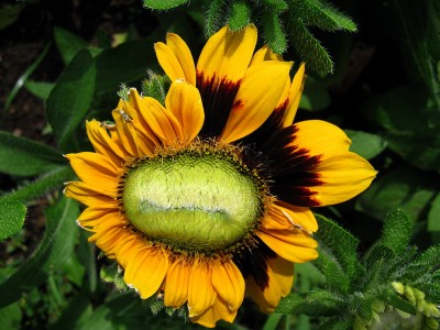 rudbeckia hirta4.jpg