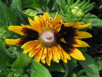 rudbeckia hirta3.jpg