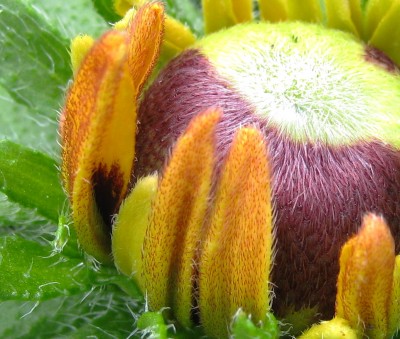 rudbeckia hirta1.jpg