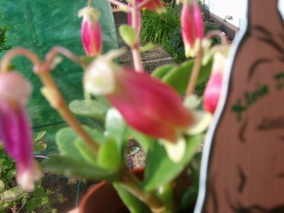 Kalanchoe-Miniata.JPG