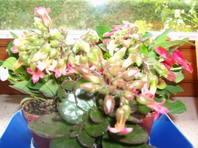 Kalanchoe-manginii.JPG
