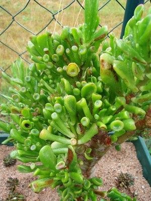 Crassula.JPG