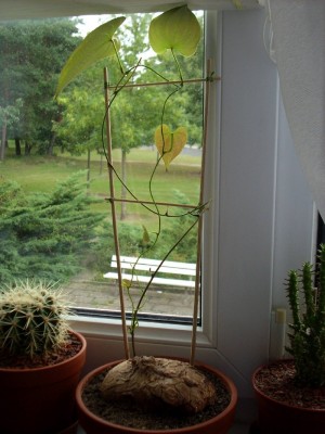 Schildi am 19.07.2009.jpg