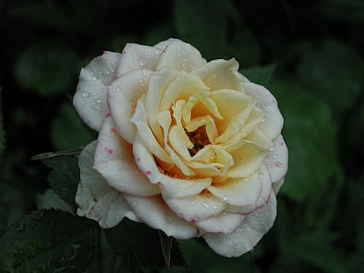 Rose lachs8.jpg
