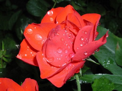 Rose rot nass4.jpg