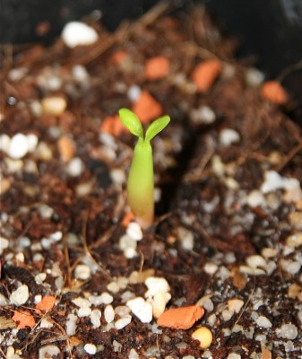 adenium variegated1.jpg