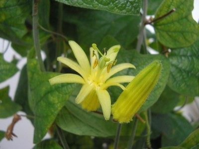 CITRINA.JPG
