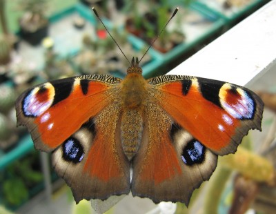 IMG_2329 Tagpfauenauge.JPG