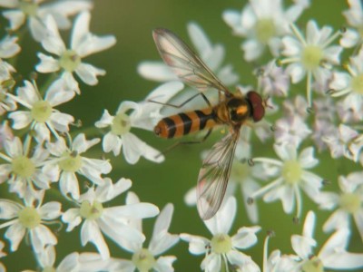 Meliscaeva cinctella - Späte Frühlingsschwebfliege-m.JPG