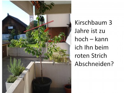 kirschbaum.jpg