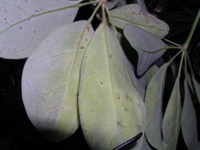 Schefflera 4.jpg