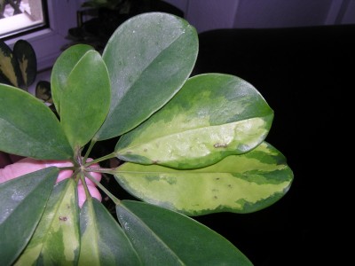 Schefflera 3.jpg