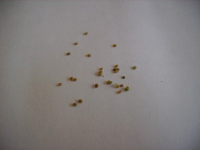 Rucolasamen_04.jpg