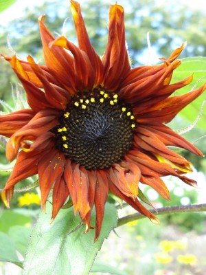 Sunflower Black Magic.jpg