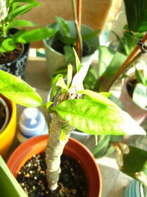 Frangipani.jpg