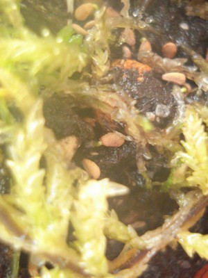 Keimlinge Sarracenia flava.jpg