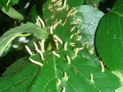 DSCN2413.jpg
