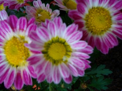 Chrysantheme-rosa.JPG