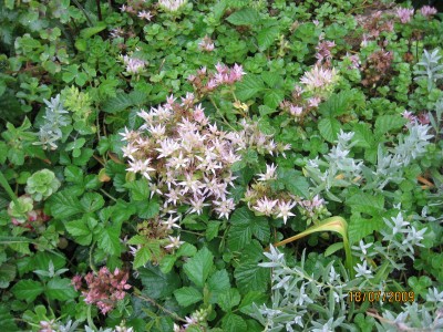 Green2009_2646.jpg