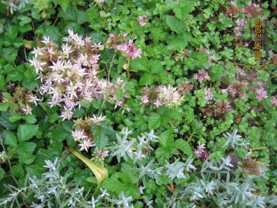 Green2009_2647.jpg