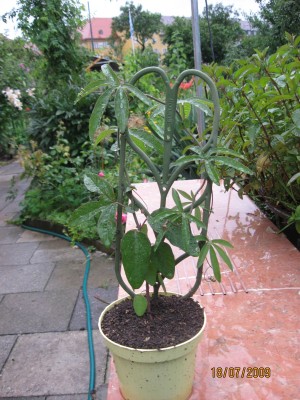 Passiflora caerulea 'Constance Elliot'.jpg