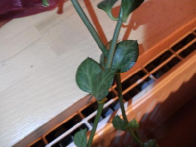 BILD0530.JPG