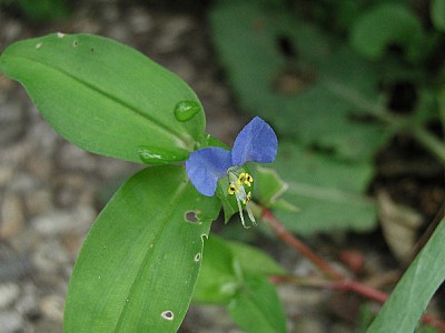 Bauernblume blau13.jpg