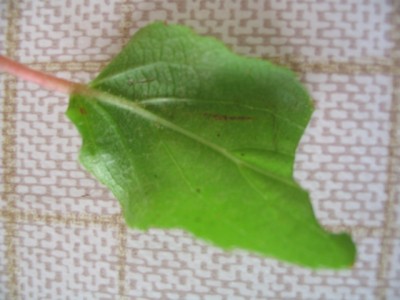 Kiwi-Pflanze-Krank_015.jpg