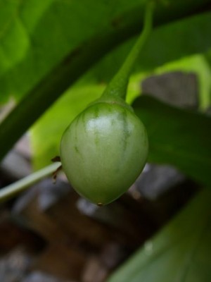 tamarillo2.JPG
