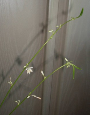 Grünlilie Blüten.jpg