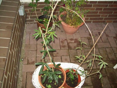 Passis Wettbewerb.jpg