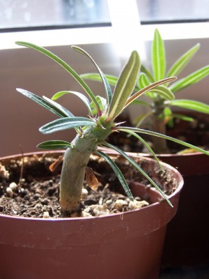 Pachypodium-rosulatum_2.jpg
